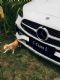 ����C260L��������� 29.99��������2.0T