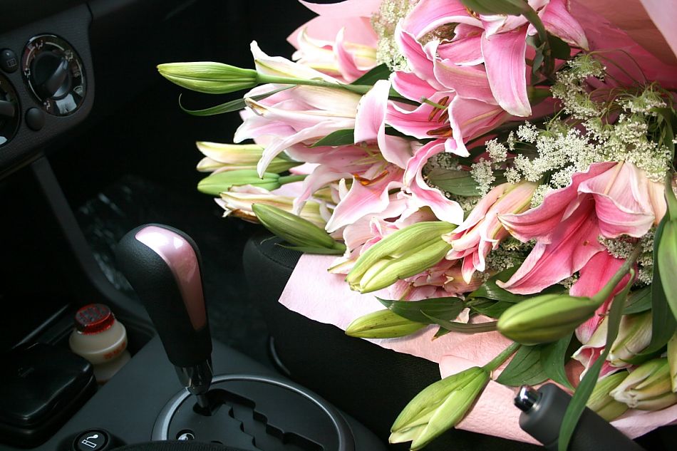 粉红雨燕特别版